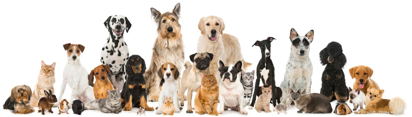 Group of pets sitting in front of white background Von Eric Isselée